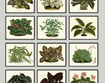 Botanical Prints House Plants Decoration Wall Art Print Set of 12 Beautiful Antique Vintage Green Home Garden Gardening Gift to Frame HOU