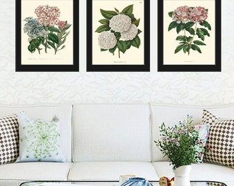 BOTANICAL Print SET of 3 Art Print  Beautiful Antique White Pink Hydrangea Flowers Spring Summer Plant Nature to Frame Home Decor Garden