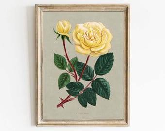 Impresión artística de pared con hermosa rosa amarilla, estilo shabby chic, romántico, vintage, flor, coqueta, elegante, clásico, para jardín, decoración antigua para el hogar, para enmarcar, FFG2