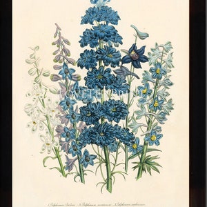 BOTANICAL PRINT Loudon Flower Botanical Art Print 61 Beautiful Blue Antique Delphinium Flowers Garden image 1