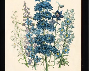 BOTANICAL PRINT Loudon Flower  Botanical Art Print 61 Beautiful Blue Antique Delphinium Flowers Garden