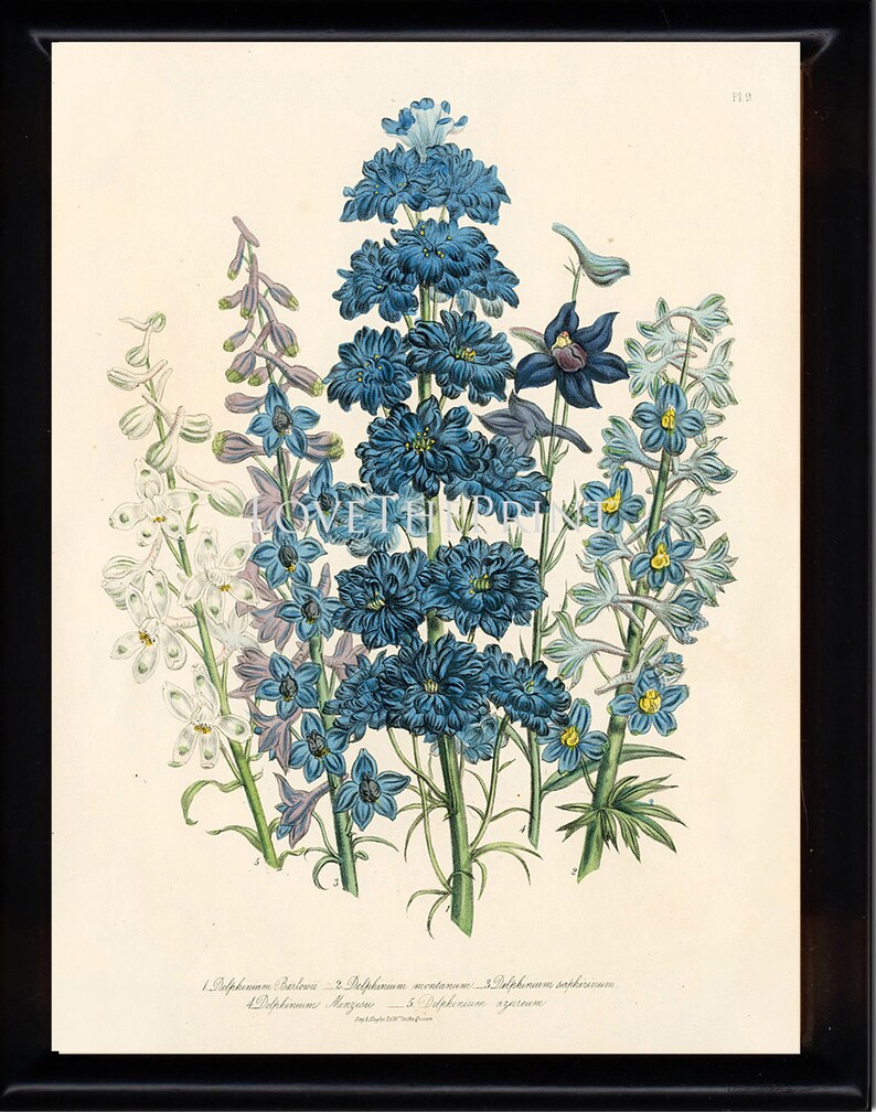 BOTANICAL PRINT Loudon Flower Botanical Art Print 61 Beautiful Blue Antique Delphinium Flowers Garden image 1