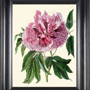 Peony Print 15 Botanical Flower  Art Beautiful Antique Large Summer Nature Green Garden Plant Illustration to Frame Home Room Wall Decor