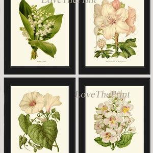 Botanical Wall Art Print SET of 4 Beautiful Antique White Flowers Lily of the Valley Rhododendron Morning Glory Moonflower Catalpa Decor IH