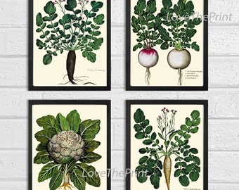 BOTANICAL Print SET of 4 Art Print  Aldrovandi Antique French Garden Vegetable Plants Spring Summer Vintage Room Wall Home Room Decor