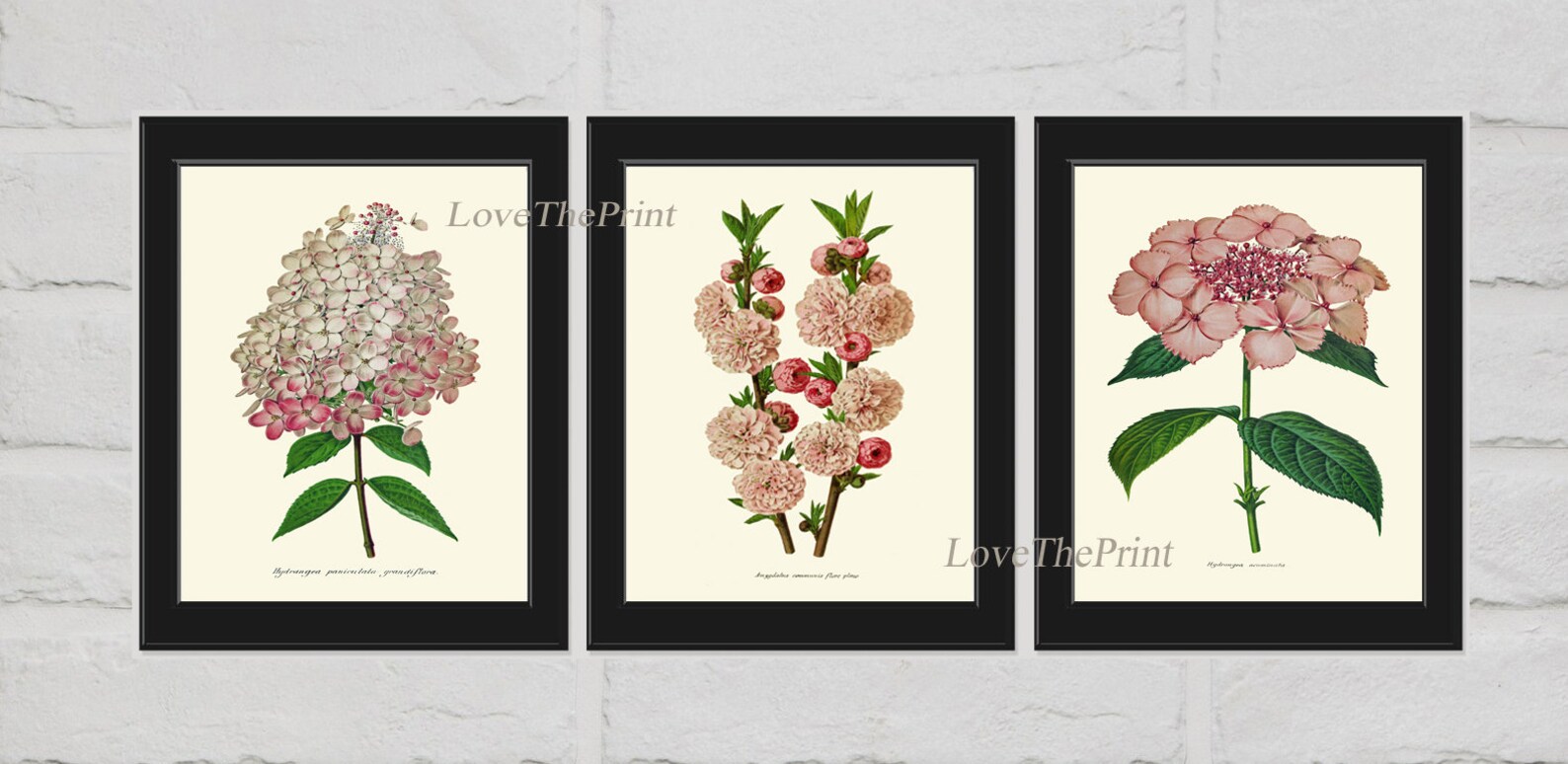 Pink Flowers Wall Art Print SET of 3 Prints Botanical Etsy