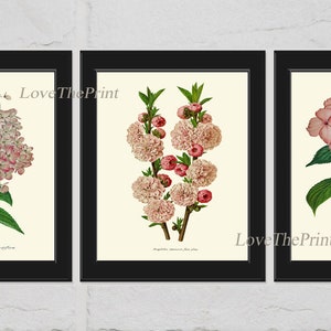 Pink Flowers Wall Art Print SET of 3 Prints Botanical Beautiful Antique Hydrangea and Almond Tree Spring Summer Nature Home Wall Decor IH