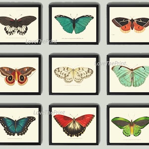 Butterfly Print SET of 9 Art Print  NODD Antique Insect Illustration Garden Nature Natural Science Home Room Wall Decor Interior Design