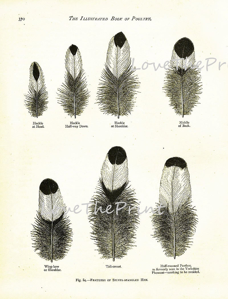 BIRD FEATHERS Wright Art Print 3 Beautiful Antique Silver - Etsy
