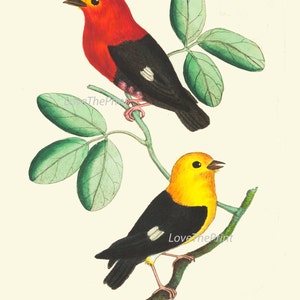 Bird Print Art NOD232 Beautiful Antique Red Yellow Songbirds Green Tree ...