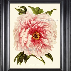 Peony Print 1 Botanical Flower  Art Beautiful Antique Large White Pink Coral Spring Plant Illustration to Frame Home Room Wall Decor