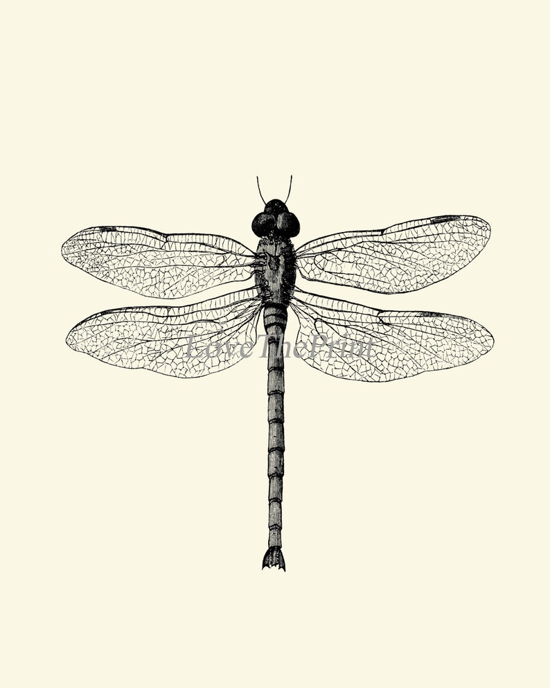 Bee Bumblebee Dragonfly Butterfly SET of 3 Art Prints - Etsy
