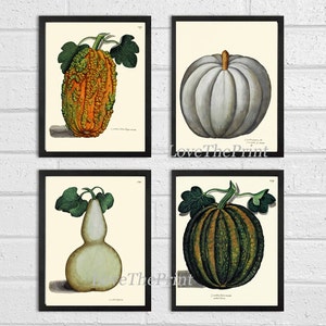 Pumpkin Print Set of 4 Art Prints Beautiful Antique Botanical Illustration Orange Green White Gourd Squash Fall Garden Wall Home Decor ALD