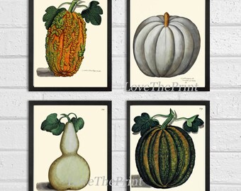 Pumpkin Print Set of 4 Art Prints Beautiful Antique Botanical Illustration Orange Green White Gourd Squash Fall Garden Wall Home Decor ALD