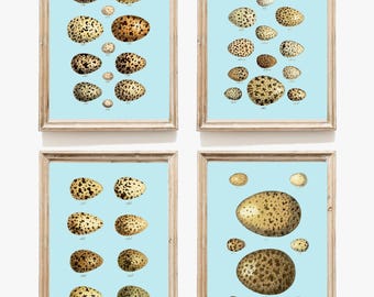 Juego de 4 impresiones de arte de pared con huevos de pájaro azul, hermosa decoración vintage antigua para el hogar, comedor, oficina, dormitorio, cocina, habitación de bebé, para enmarcar PCD