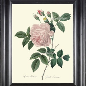 BOTANICAL PRINT Redoute Flower  Art Print 415 Beautiful Antique Pink Rose French Country Provencal Graden Illustration to Frame Decor