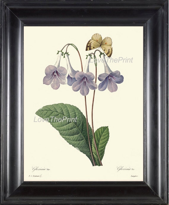 BOTANICAL PRINT Redoute Flower Art 487 Hermoso azul Gloxinia - Etsy México