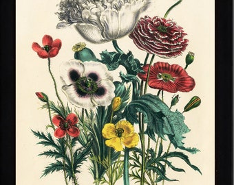 BOTANICAL PRINT Loudon Flower  Botanical Art Print 6 Beautiful Antique Poppies Red White Yellow Poppy Garden Nature Room Decor