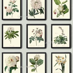 White Flower Print SET of 9 Art Prints Redoute Beautiful Botanical Antique White Flowers Rose Peony Narcissus Magnolia Home Room Wall Decor