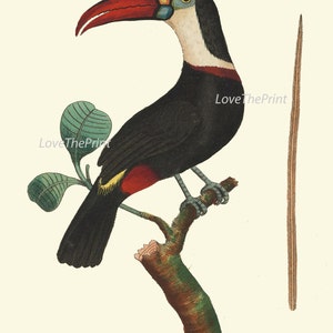 Bird Print Art NOD200 Beautiful Antique Large Red White Toucan Tropical Rainforest Nature Natural Science Wall Home Room Decor to Frame image 2