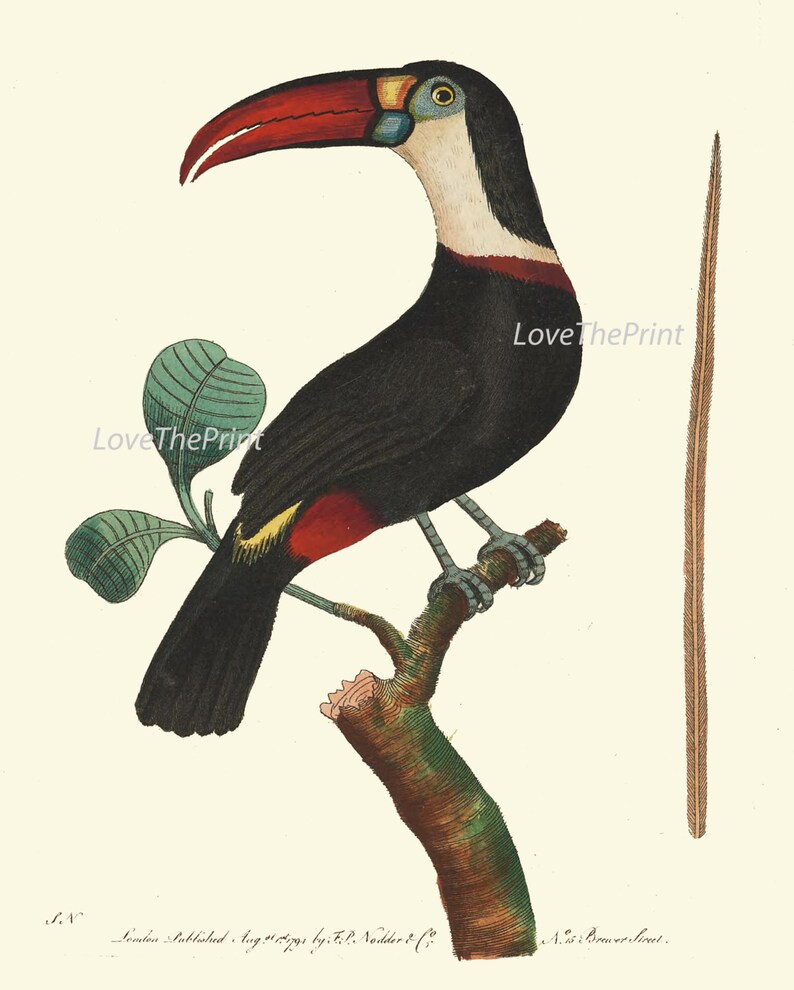 Bird Print Art NOD200 Beautiful Antique Large Red White Toucan Tropical Rainforest Nature Natural Science Wall Home Room Decor to Frame image 2