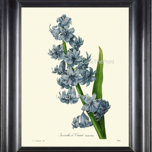 BOTANICAL PRINT Redoute Flower  Botanical Art Print 51 Beautiful Blue Hyacinth Spring Blooming Plant Garden Nature to Frame Home Decor