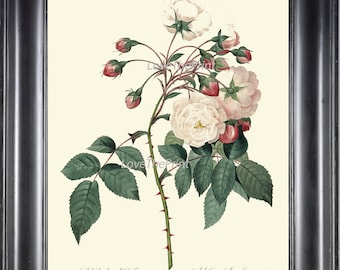 BOTANICAL PRINT Redoute Flower  Art Print 372 Beautiful Antique French White Pink Rose Graden Plant Illustration to Frame Home Decor