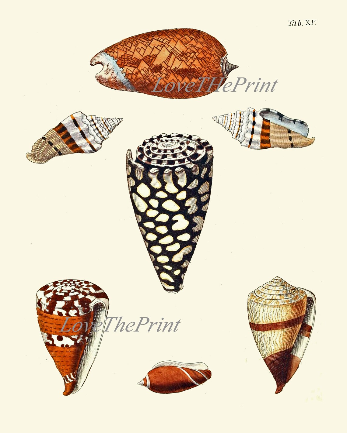 Sea Shells Print Set of 3 Wall Art Prints Antique Beautiful | Etsy