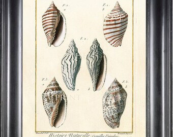 SHELL PRINT LAMARCK  Art Print 4 Beautiful Antique Volute Shells Sea Ocean Nature to Frame Home Decoration Wall Hanging