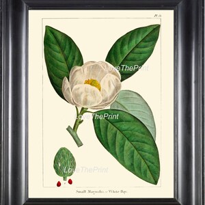 Botanische PRINT Redoute Kunstdruck 318 schöne weiße Magnolie Baum Antike Blume schöne Landschaftsbau Natur Room Decor Frame