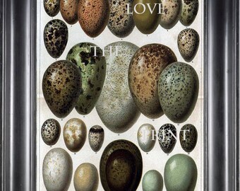 BIRD EGGS Wall Art Print C2 Beautiful Antique Bird Eggs Aqua White Golden Brown Chart Decoration Poster Wall Hanging Home Decor Illustration