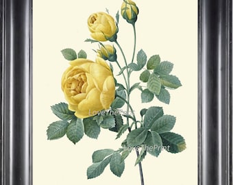 Yellow Rose Printable Wall Art Antique Illustration for Printing 2100 Artwork INSTANT DOWNLOAD Vintage Rose Digital Image Collage