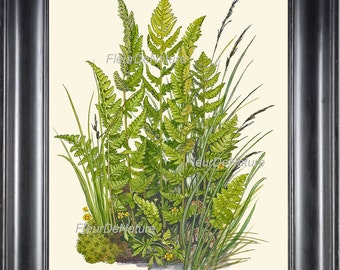 Antique Fern Lindman  Botanical Art Print 5 Antique Beautiful Green Ferns Summer Green Forest Nature Natural Science to Frame Wall Decor