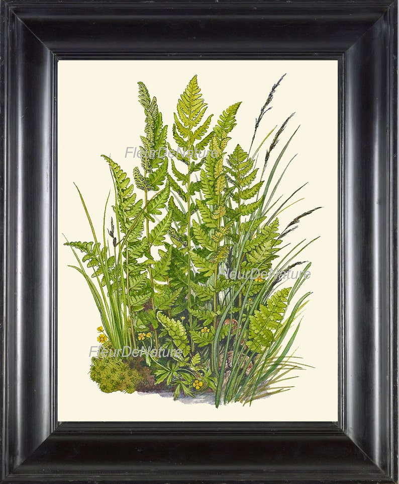 Antique Fern Lindman Botanical Art Print 5 Antique Beautiful Green Ferns Summer Green Forest Nature Natural Science to Frame Wall Decor image 1