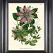 see more listings in the BOTANICAL PRINTS section