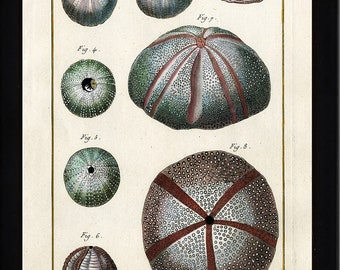 SEA URCHIN PRINT Lamarck Marine  Art Print 4 Beautiful Antique Sea Urchins Home Decor to Frame Sea Ocean Nature Natural Science