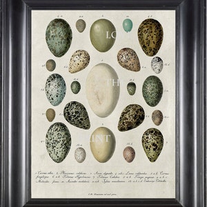 BIRD EGGS  Art Print C6 Beautiful Antique Bird Eggs Aqua White Golden Brown Chart Decoration Wall Hanging