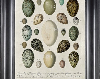 BIRD EGGS  Art Print C6 Beautiful Antique Bird Eggs Aqua White Golden Brown Chart Decoration Wall Hanging