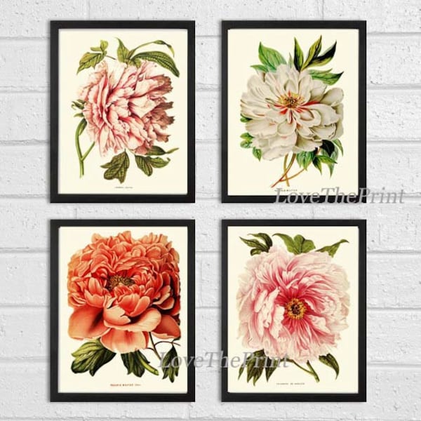Peonies BOTANICAL Print SET of 4 Wall Art Vintage Peony Flowers White Coral Plants Spring Summer Garden Nature Vintage Home Decor PEON