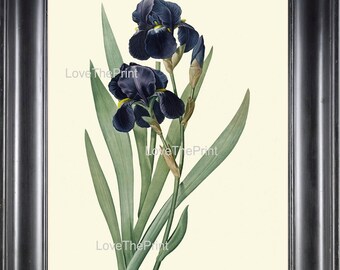 BOTANICAL PRINT Redoute Flower  Botanical Art Print 161 Beautiful Blue Iris Plant Antique Writing Nature to Frame Interior Design