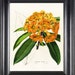 see more listings in the BOTANICAL PRINTS section