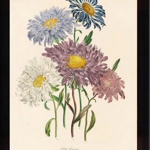 Botanische PRINT Loudon botanische kunst Print 26 prachtige antieke China Aster wit paars Violet bloementuin afbeelding 1