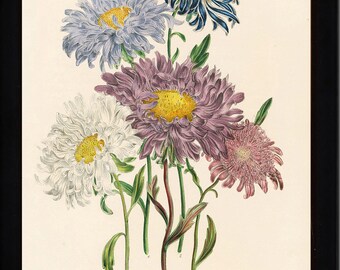 BOTANICAL PRINT Loudon Flower  Botanical Art Print 26 Beautiful Antique China Aster White Purple Violet Garden