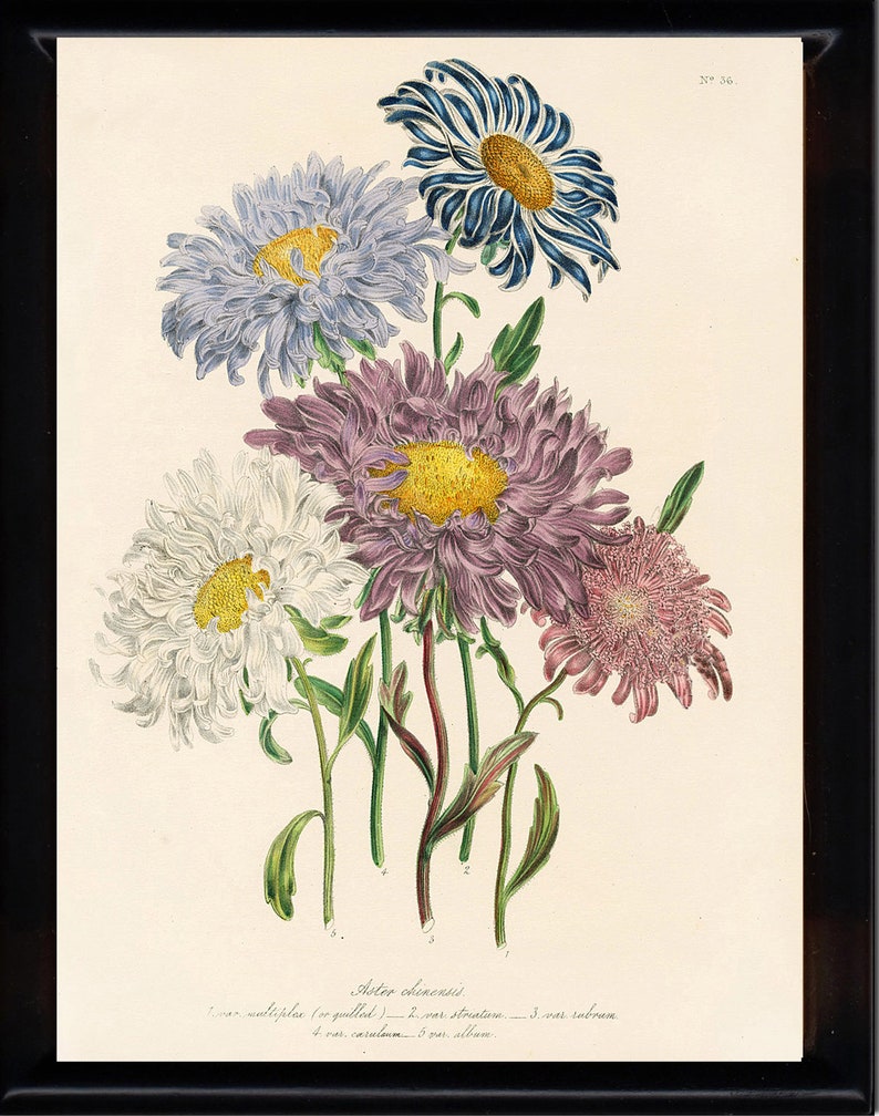 Botanische PRINT Loudon botanische kunst Print 26 prachtige antieke China Aster wit paars Violet bloementuin afbeelding 1