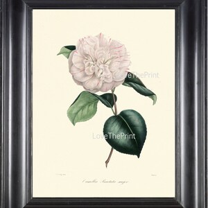 CAMELLIA PRINT Berlese Art Print 26 Beautiful Punctata Majob White Pink Camellia Flower Garden Nature Botanical Print to Frame image 1