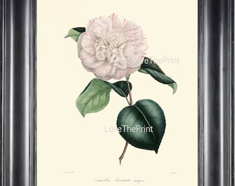 CAMELLIA PRINT Berlese  Art Print 26 Beautiful Punctata Majob White Pink Camellia Flower Garden Nature Botanical Print to Frame