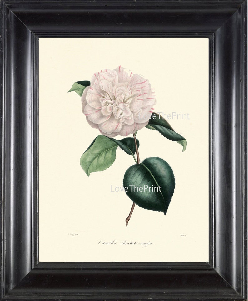 CAMELLIA PRINT Berlese Art Print 26 Beautiful Punctata Majob White Pink Camellia Flower Garden Nature Botanical Print to Frame image 1