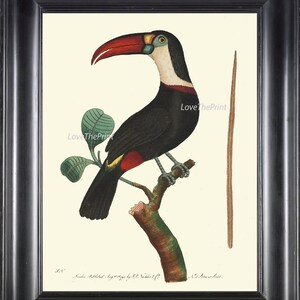 Bird Print  Art NOD200 Beautiful Antique Large Red White Toucan Tropical Rainforest Nature Natural Science Wall Home Room Decor to Frame