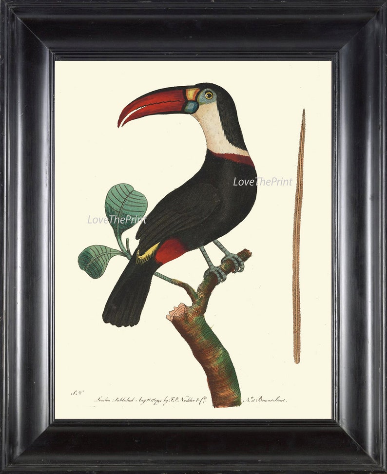 Bird Print Art NOD200 Beautiful Antique Large Red White Toucan Tropical Rainforest Nature Natural Science Wall Home Room Decor to Frame image 1