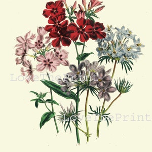 BOTANICAL PRINT Loudon Flower Botanical Art Print 39 Beautiful Blue Pink Red Phlox Antique Flowers Wildlowers Garden image 2